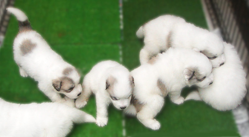 グレートピレニーズの子犬が産まれました 全て決まりました お問い合わせありがとうございました グレートピレニーズの子犬販売ブリーダー スリーシスターズ グレートピレニーズの子犬が産まれました 全て決まりました お問い合わせありがとうございました グレートピレニーズの子犬販売ブリーダー スリーシスターズ