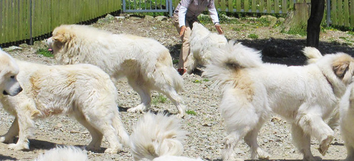 ホワイト犬とマーキング犬について グレートピレニーズの子犬販売ブリーダー スリーシスターズ ホワイト犬とマーキング犬について グレートピレニーズの子犬販売ブリーダー スリーシスターズ