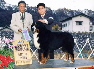 バーニーズマウンテンドッグ親犬オス「CJ」
