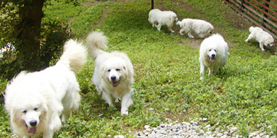 大型犬にとって最適な環境