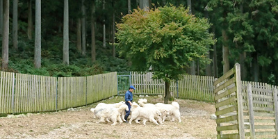 グレートピレニーズ専門犬舎