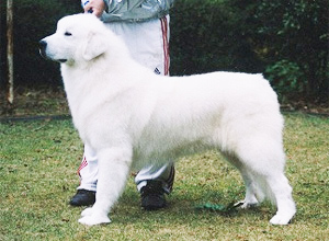 グレートピレニーズ親犬メス「ベラ」