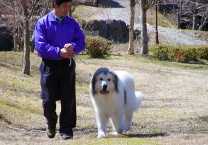 グレートピレニーズ親犬カイナと散歩