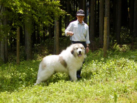 グレートピレニーズ親犬カイナと散歩