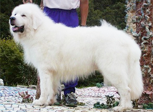 グレートピレニーズ親犬オス「ピーナッツ」