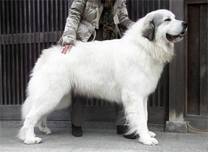 グレートピレニーズ親犬オス「ボリード」