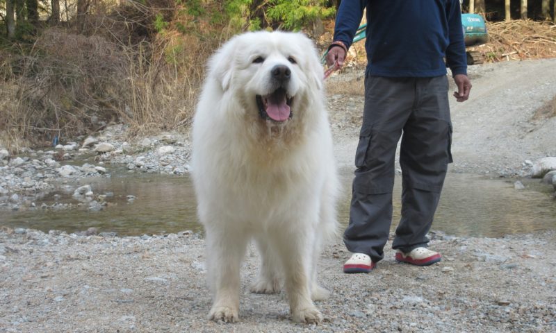 石川県よりクッキー君とリンちゃん兄妹のお里帰りです グレートピレニーズの子犬販売ブリーダー スリーシスターズ 石川県よりクッキー君とリンちゃん兄妹のお里帰りです グレートピレニーズの子犬販売ブリーダー スリーシスターズ