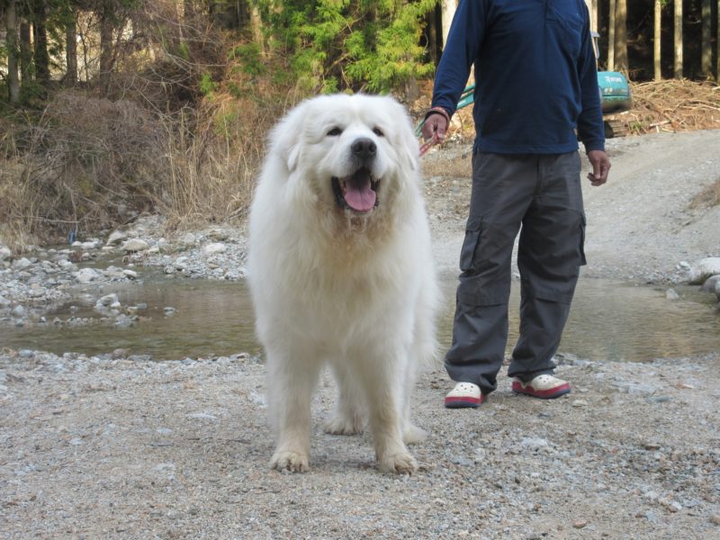 石川県よりクッキー君とリンちゃん兄妹のお里帰りです グレートピレニーズの子犬販売ブリーダー スリーシスターズ