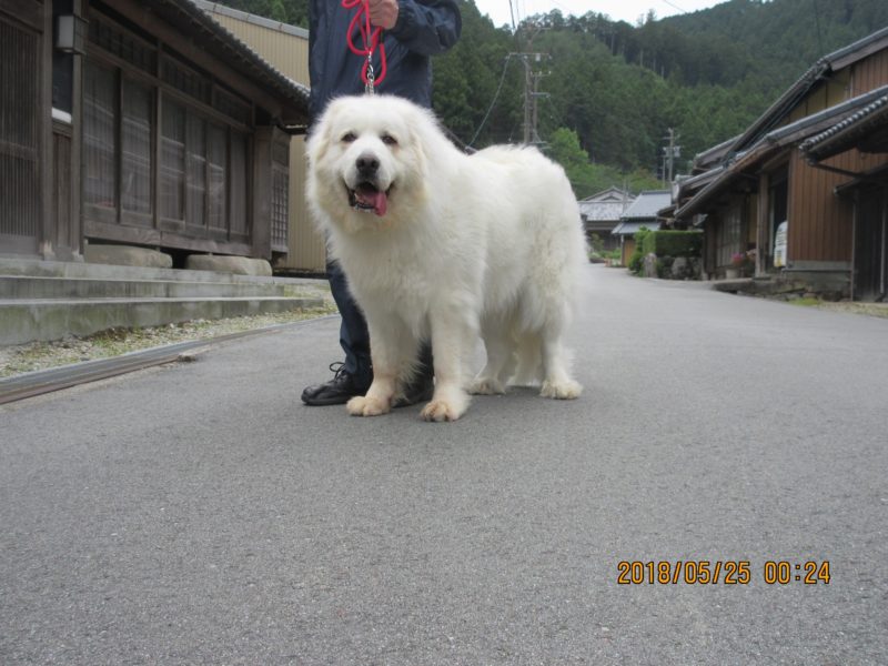 兵庫県からモコちゃんのお里帰りです グレートピレニーズの子犬販売ブリーダー スリーシスターズ