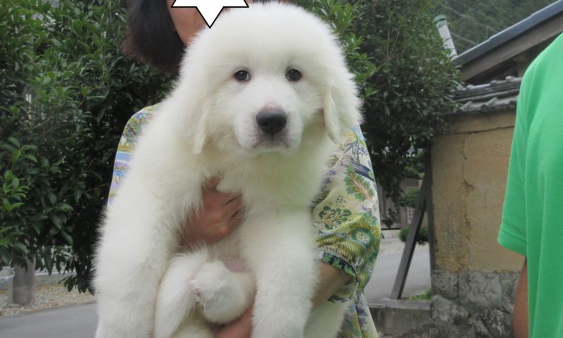 ジニーちゃん 和歌山県へ巣立って行きました グレートピレニーズの子犬販売ブリーダー スリーシスターズ