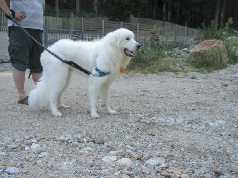 在庫限り 専用 ピレニアンドック様 日本全国送料無料