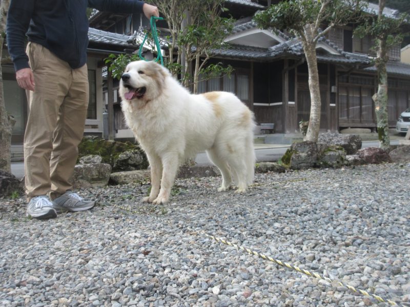 大阪よりハク君のお里帰りがありました グレートピレニーズの子犬販売ブリーダー スリーシスターズ