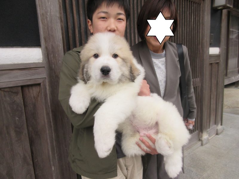 【レア】グレートピレニーズ【美品】 IMG_8787-e1585957495932.jpg