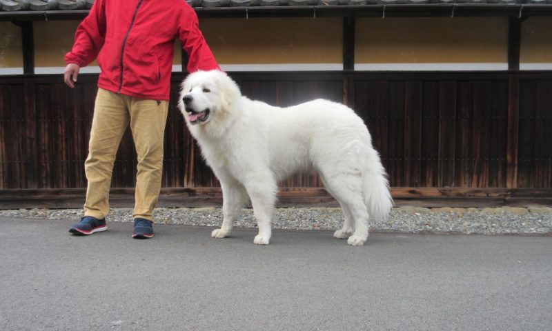 県内より むぶ君のお里帰りがありました グレートピレニーズの子犬販売ブリーダー スリーシスターズ 県内より むぶ君のお里帰りがありました グレートピレニーズの子犬販売ブリーダー スリーシスターズ