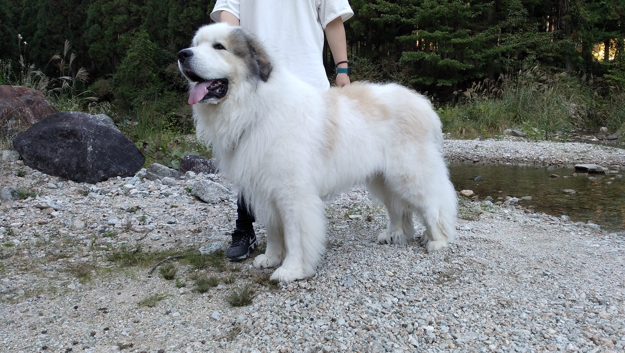 大阪からリク君のお里帰りがありました。 | グレートピレニーズの子犬
