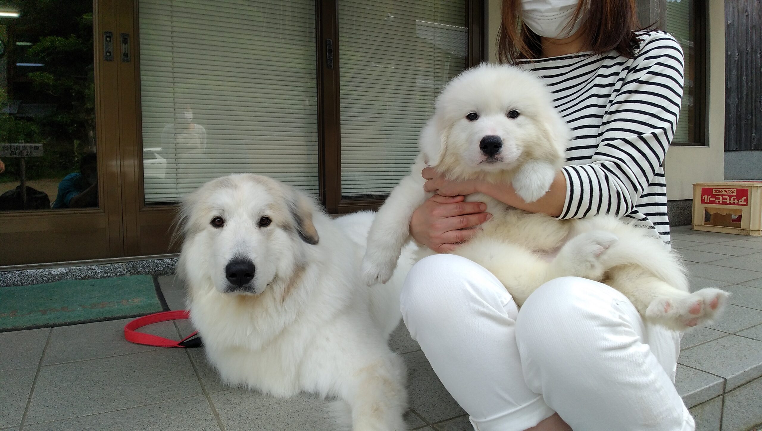 愛知県にキャラちゃん 巣立って行きました グレートピレニーズの子犬販売ブリーダー スリーシスターズ