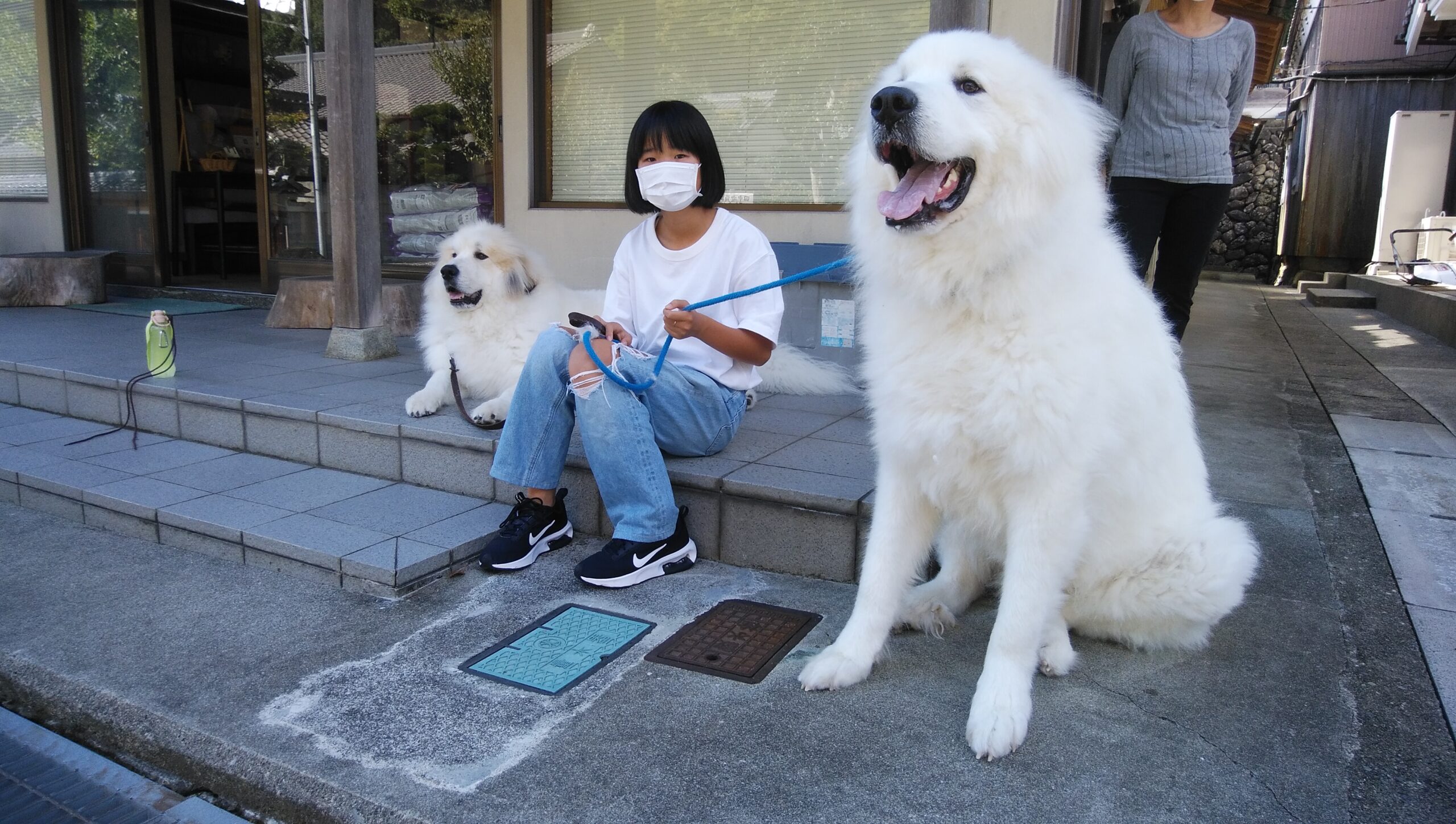 お里帰り。 | グレートピレニーズの子犬販売ブリーダー | スリーシスターズ