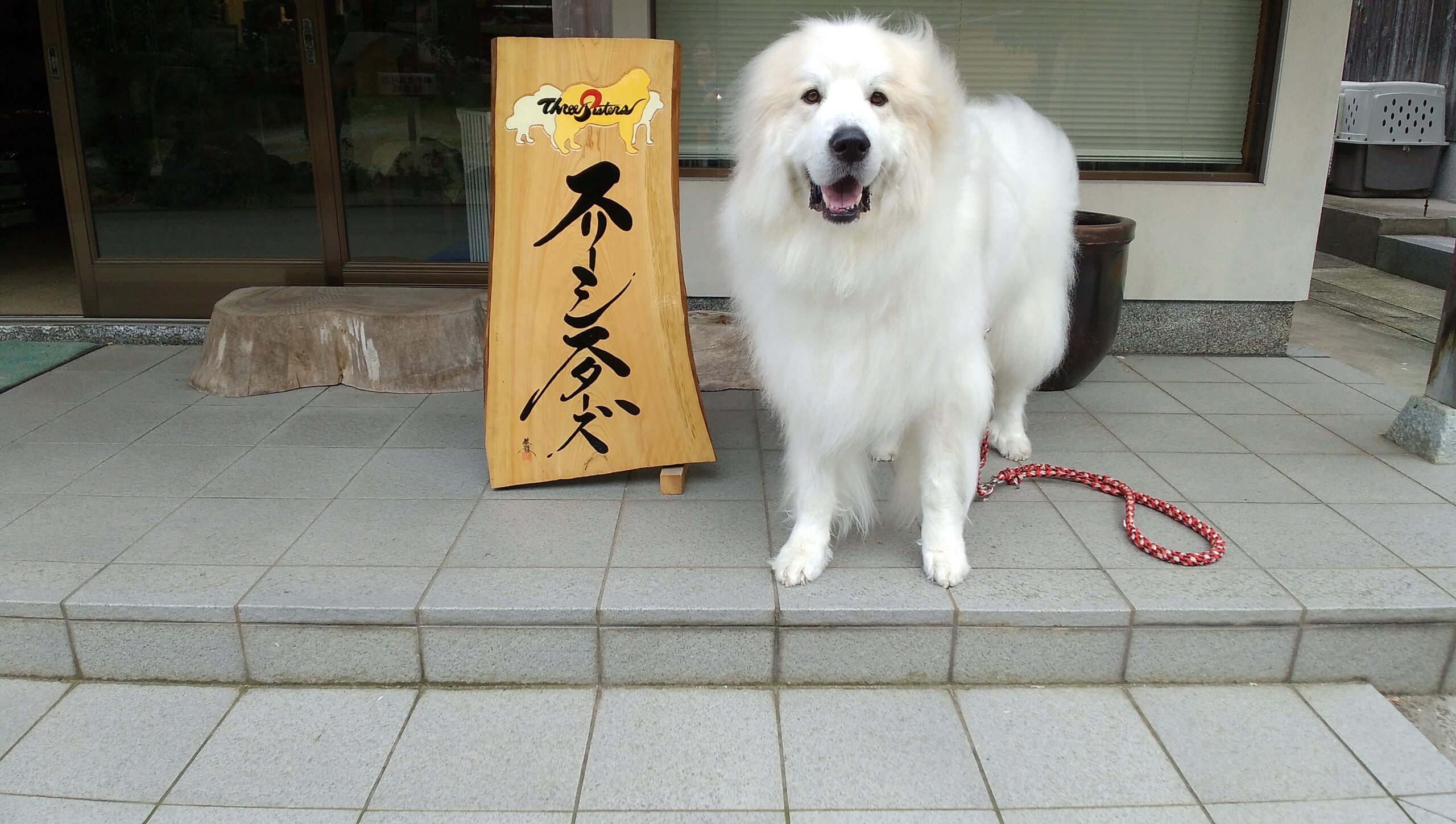 東京都よりラフター君のお里帰りです。 | グレートピレニーズの子犬