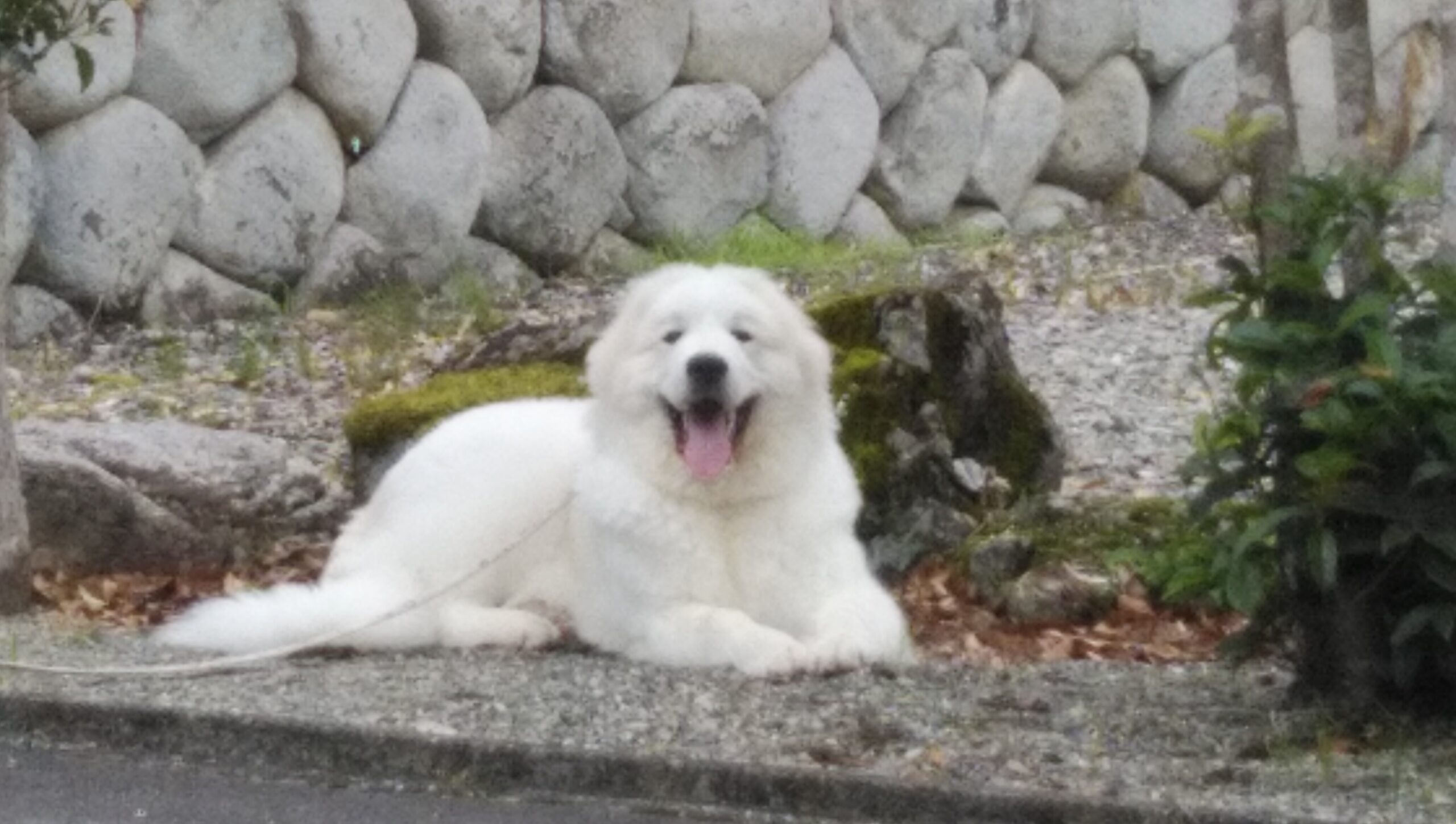 ヌックちゃんのお里帰りです。 | グレートピレニーズの子犬販売