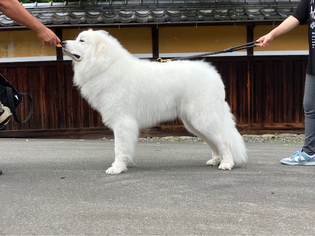 愛知県からラ.ヴィちゃんのお里帰りです。 | グレートピレニーズの子犬