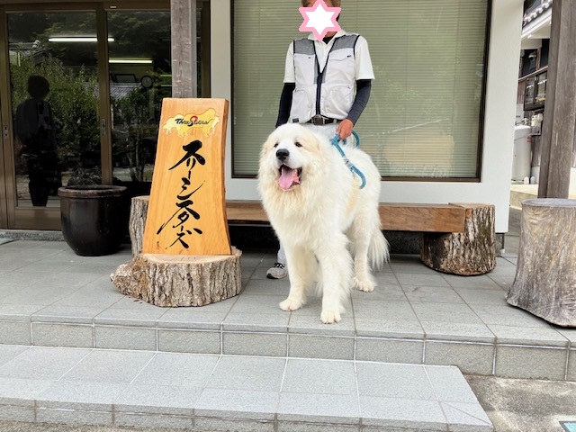 県内よりマダラ君のお里帰りです。 | グレートピレニーズの子犬販売