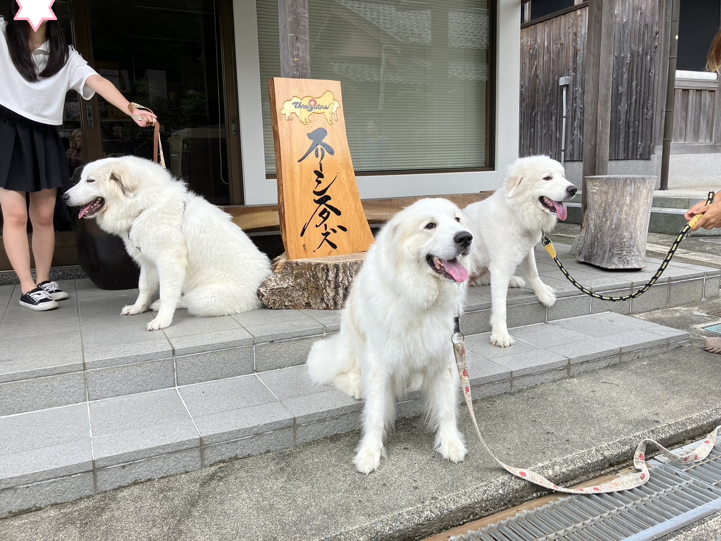 お里帰りです。 | グレートピレニーズの子犬販売ブリーダー